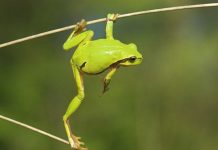 Лягушки: виды, описание, фото