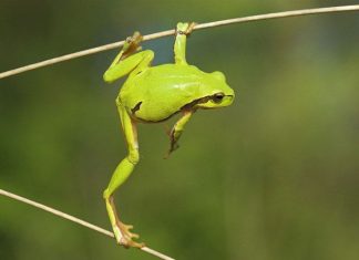 Лягушки: виды, описание, фото