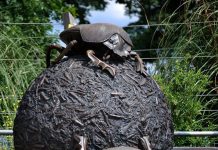 Лондонский зоопарк – уникальная мировая коллекция