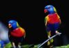 10 самых красивых птиц планеты Лориевые попугаи