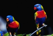 10 самых красивых птиц планеты Лориевые попугаи