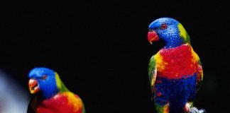 10 самых красивых птиц планеты Лориевые попугаи