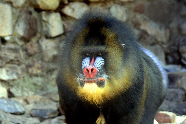Самец мандрила (Mandrillus sphinx). Самец мандрила (Mandrillus sphinx).