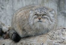 Манул. Дикий степной кот