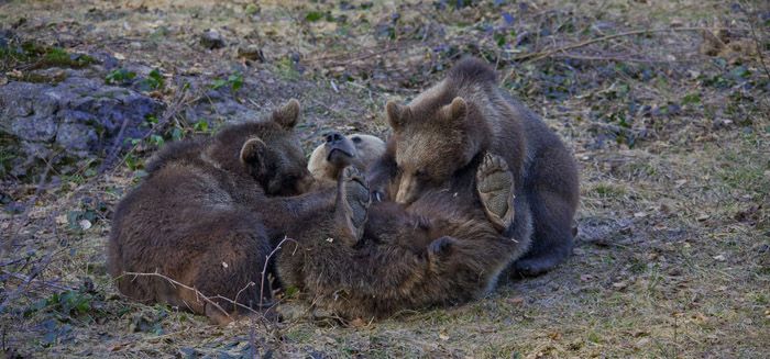 Медведица кормит медвежат лежа.