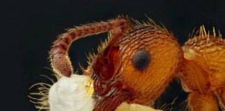 Чем питаются муравьи?