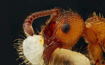 Чем питаются муравьи?