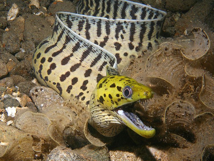 Черноточечная мурена (Gymnothorax fimbriatus). Черноточечная мурена (Gymnothorax fimbriatus).