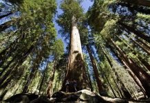 Национальный парк Секвойя – чудо калифорнийской природы