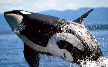 Косатка – кит семейства дельфиновых