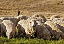Чем следует кормить овец?