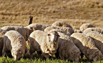 Чем следует кормить овец?