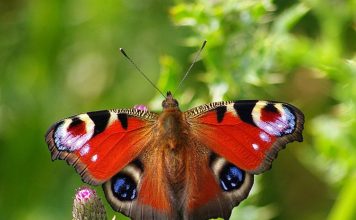 Чем питается бабочка павлиний глаз?