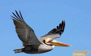 Пеликан — большая летающая птица