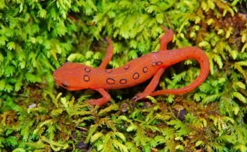 Саламандры: рептилии или амфибии?