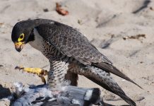 Сапсаны. Поведение птиц в природе