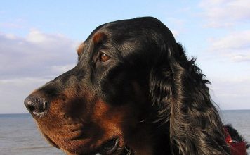 Описание шотландских сеттеров: в чем особенность породы?