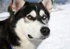 Сибирский хаски – собака для упряжки