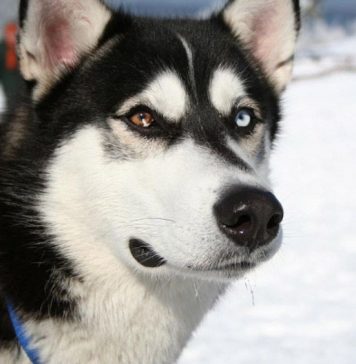 Сибирский хаски – собака для упряжки