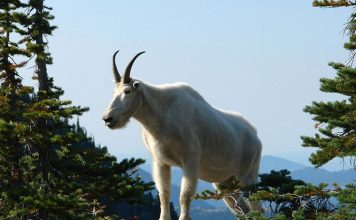 Снежная коза. Фото.