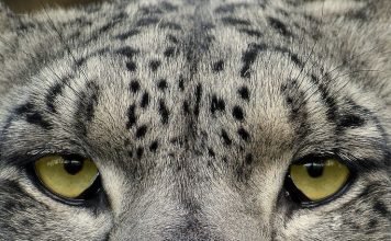 Снежный барс. Тихой поступью по скалам…