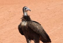 Виды и описание стервятников