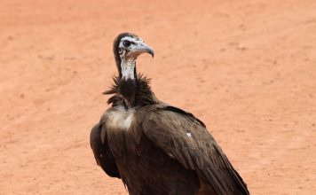 Виды и описание стервятников