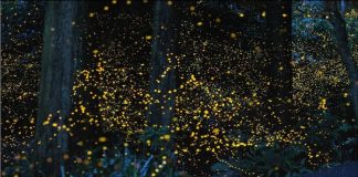 Светлячки: «проводники света» в ночи