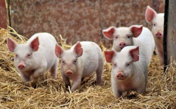 Виды свиней: все о жизни «розовых пятачков»