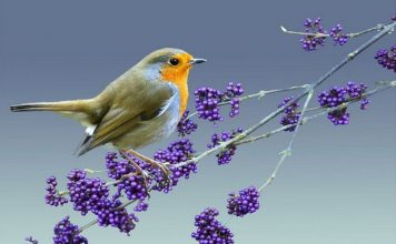 Зарянка. Фото зарянки, описание птицы.