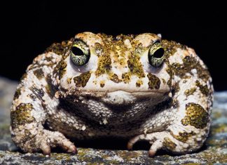 Жабы: фото, описание. Отличие жабы от лягушки.