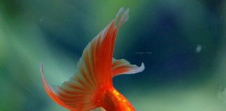 Как и чем кормить золотую рыбку?