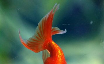 Как и чем кормить золотую рыбку?