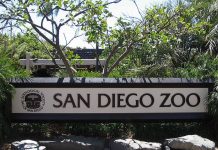 Зоопарк Сан-Диего: «ковчег» для обреченных животных
