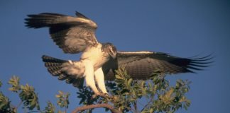 10 самых больших птиц на земле