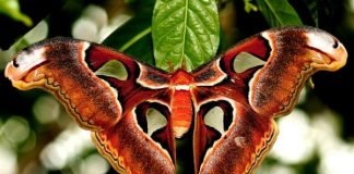 Бабочка Павлиноглазка Атлас — атлант семейства павлиноглазок.