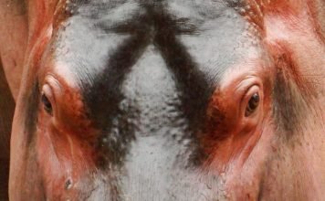 Чем отличается бегемот от гиппопотама?