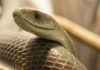 Десять самых ядовитых змей на планете