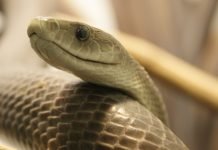 Десять самых ядовитых змей на планете