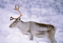 Олень — северное животное (описание, чем питается, фото).