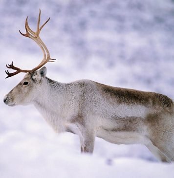 Олень — северное животное (описание, чем питается, фото).