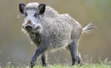 Дикий кабан секач безопасен только на фото!