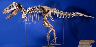 Кладбище динозавров