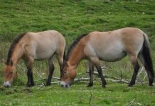 Лошадь Пржевальского из красной книги