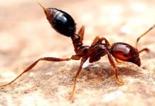 Самые опасные насекомые мира