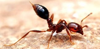 Самые опасные насекомые мира