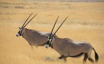 Ориксы или сернобыки порой не по зубам даже льву