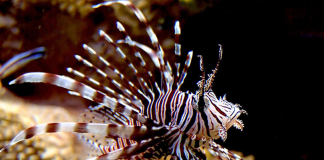 ТОП-10 самых опасных и ядовитых обитателей морей и океанов