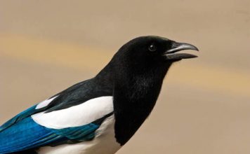 Птица сорока. Разновидности, информация, фото, видео.