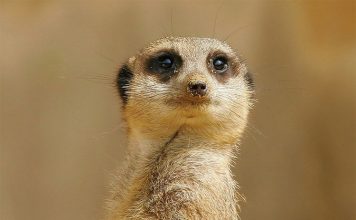 Сурикат — африканская гроза змей и скорпионов